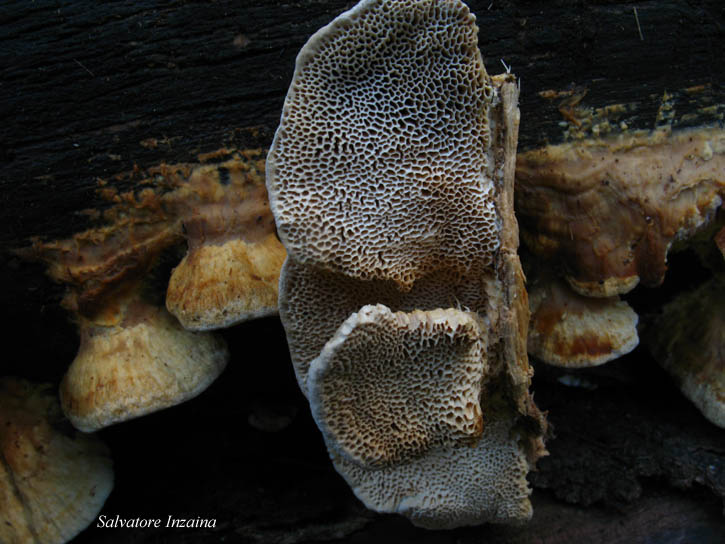 da det 2 (Trametes suaveolens)